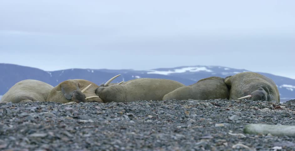 Walrus lay together on rocks