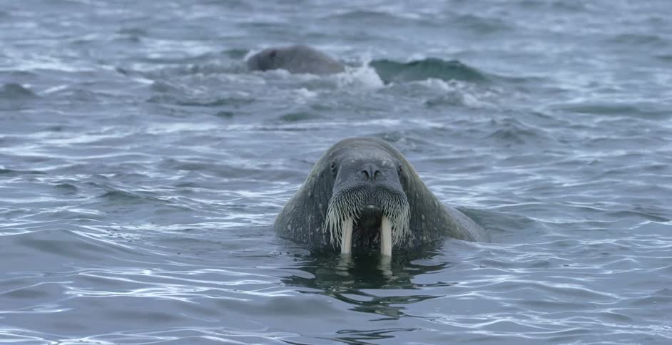 Walrus floating in the water