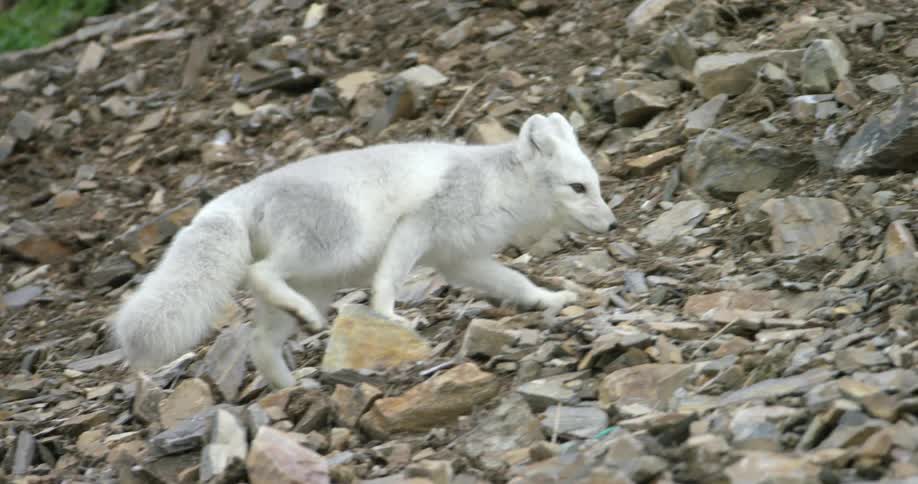 A silver fox climbs up some rocks