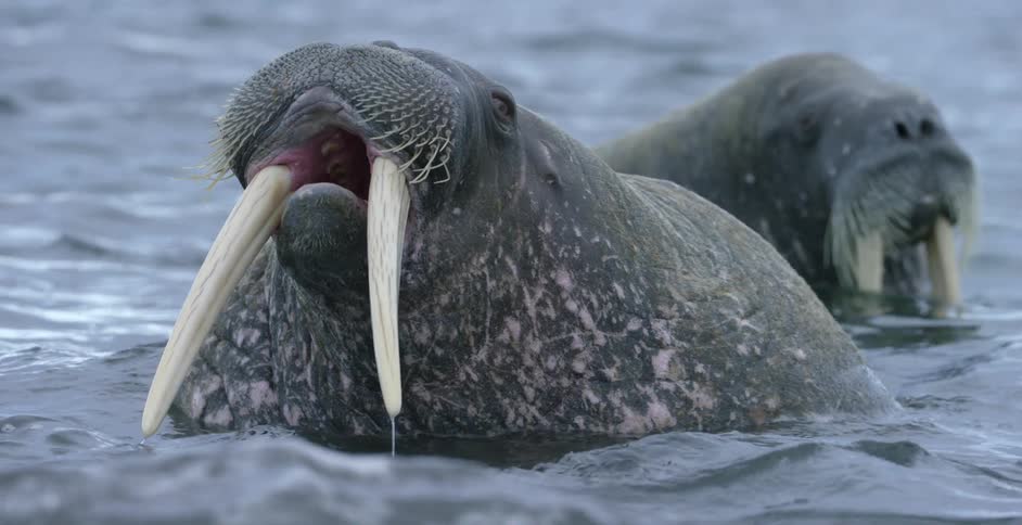 Two walruses resting in water