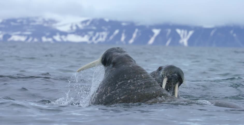 Walruses swimming and interacting in the ocean