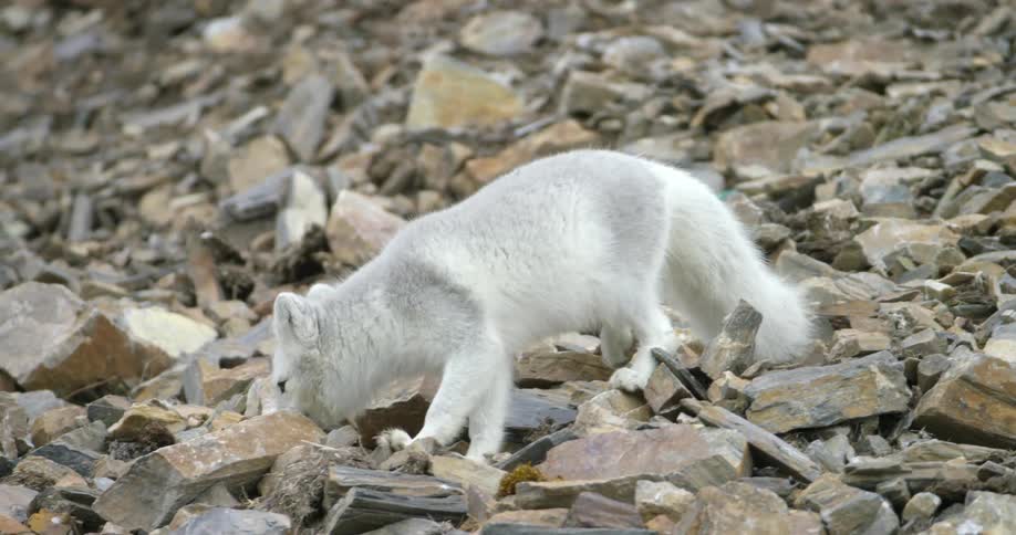 A small white fox walks slowing over sharp rocks