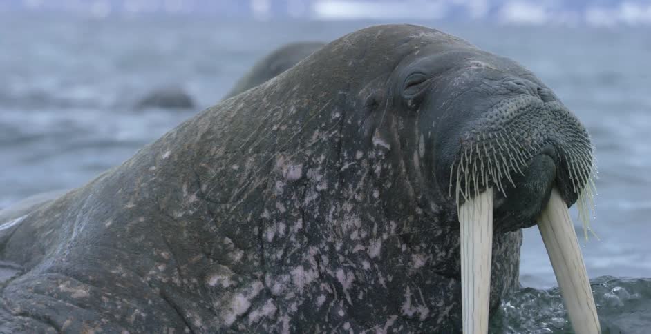 Antarctica