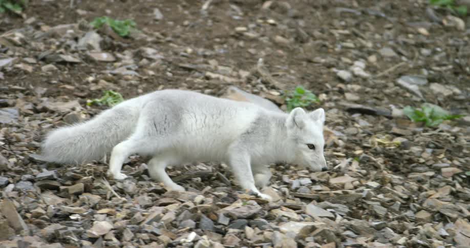 A small white fox walks over rocks