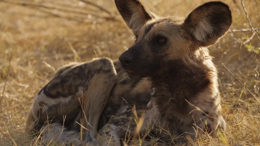 African wild dog portrait alone in savannah