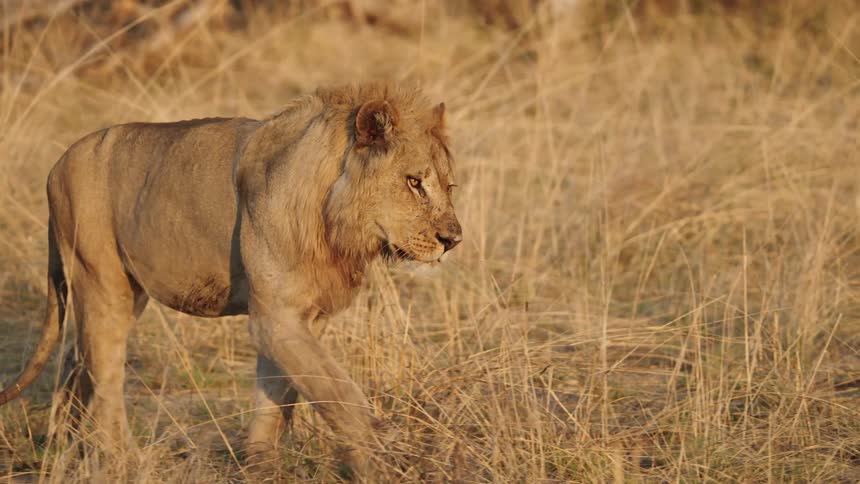 A view of a lion walking outdoors