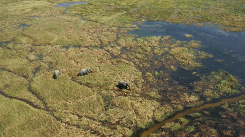 Birds eye view of elephants near a marsh out in the wild