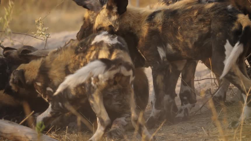 African wild dog cubs play with their mother on the savannah grasslands at evening