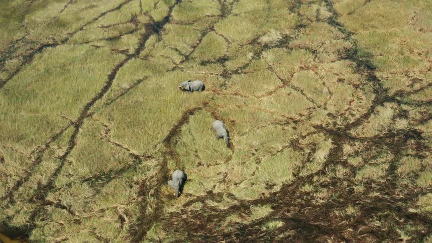 Aerial view of elephants grazing on the african plains at daytime
