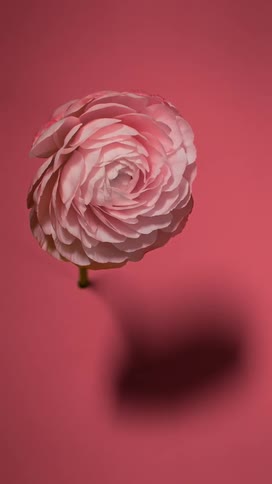 Pink ranunculus flower opens and blooms in time lapse