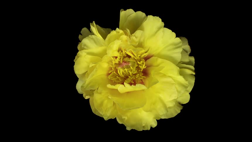 Top down time lapse footage of a blooming yellow flower against a black background