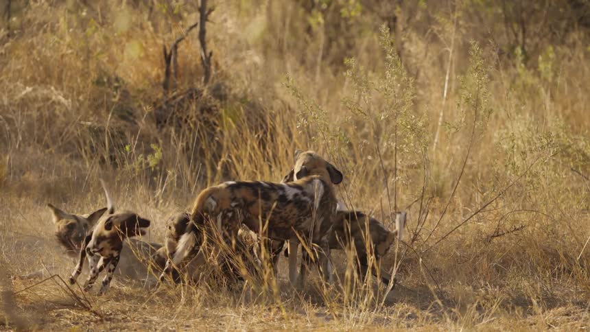 African wild dog pups wrestle with their parents in the thick grass of the savanna