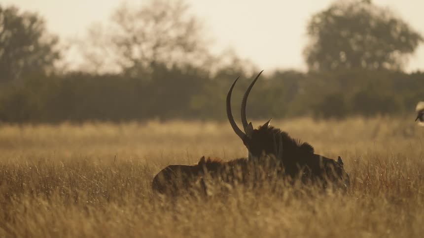 Sable antelopes run across the savanna