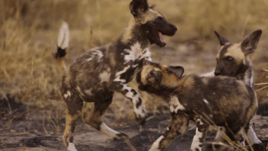 African wild dog puppies playing together in the dirt and jumping around on each other