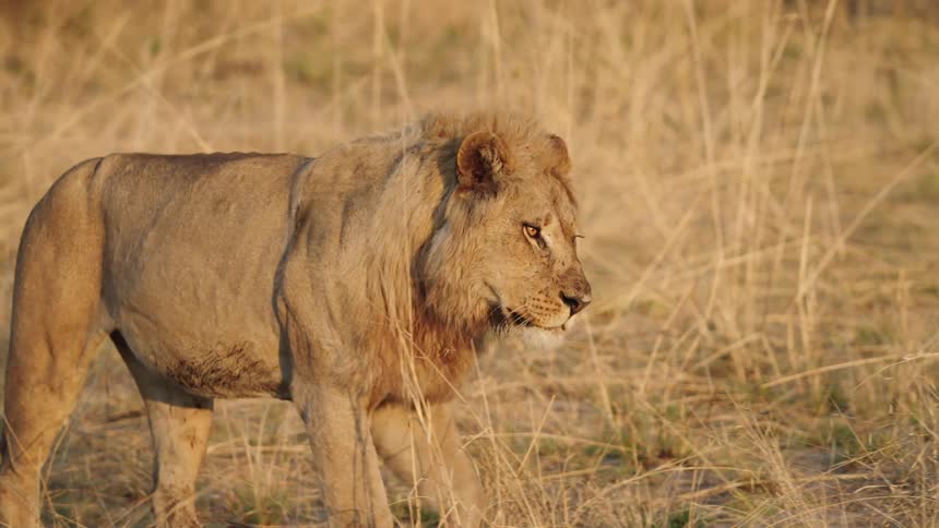 A lion strides through yellow grass blades on a savanna plain