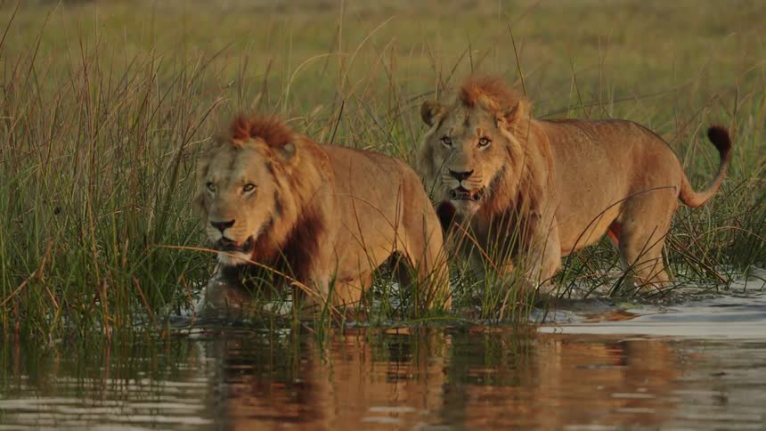 A pair of lions walk together through the waters of a marsh during the day