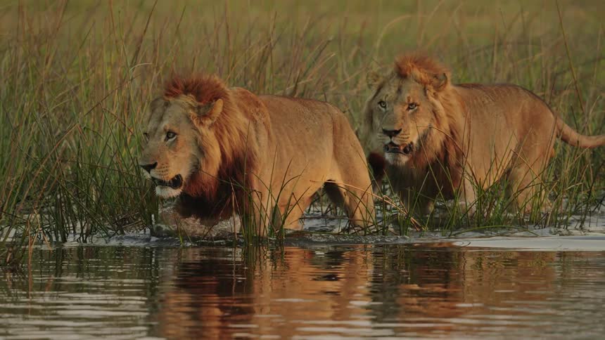 Two lions are walking along the edge of a swamp surrounded by plants and vegetation