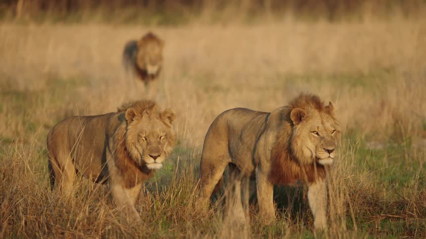 The sun shines on lions as they walk through plants and weeds