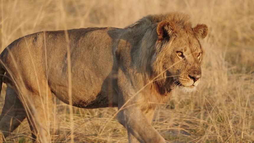 Lion with mane wanders in the field