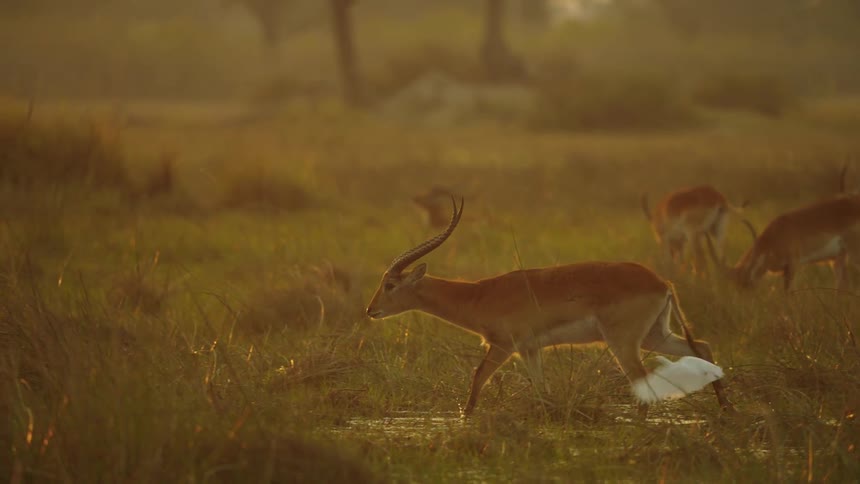 Antelope or lechwe walking along grassy african plain while a white crane approaches