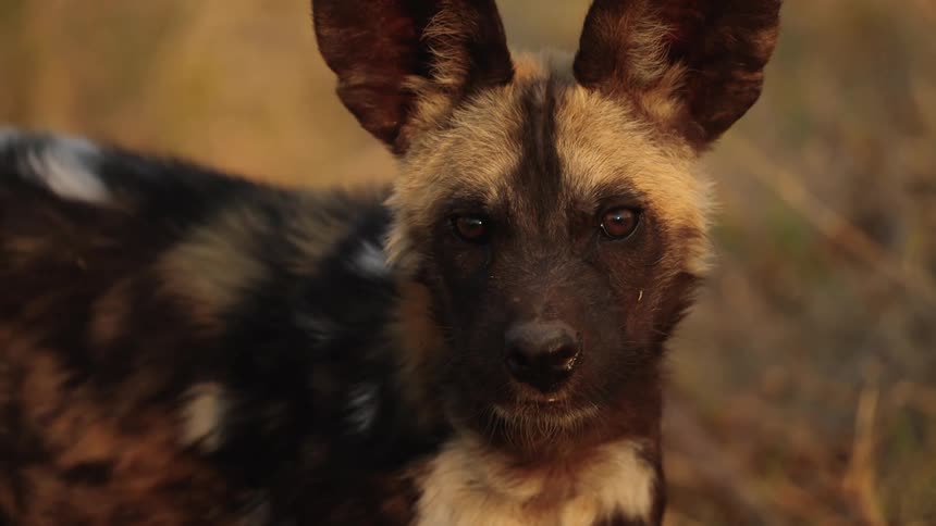 A close up of a African wild dog face as it looks around and blinks