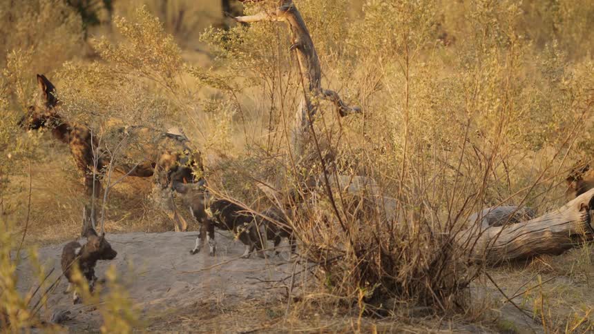 African wild dogs and their puppies walking up to an area where the puppies walk onto a rock