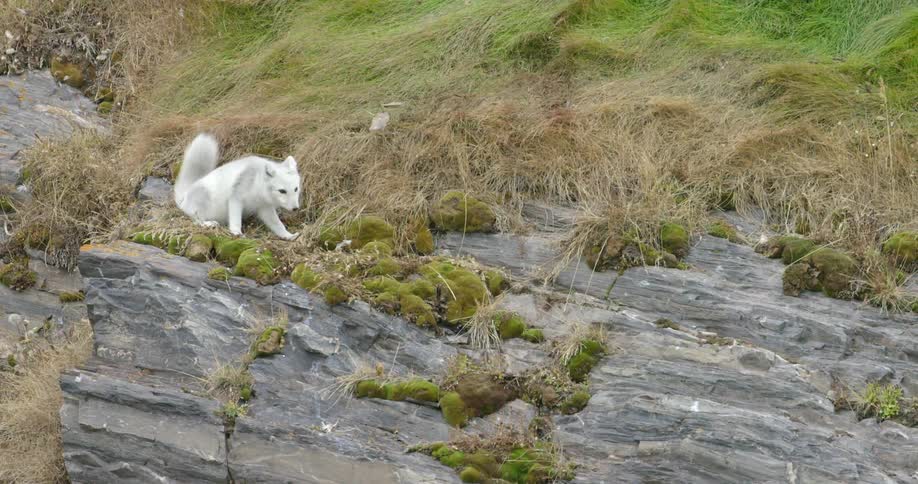 A white fox is eating grass
