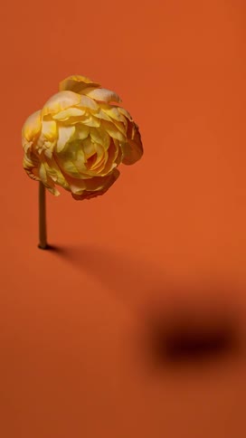 Timelapse shot of a ranunculus flower blooming and opening