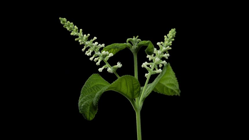A time lapse of a flower blooming