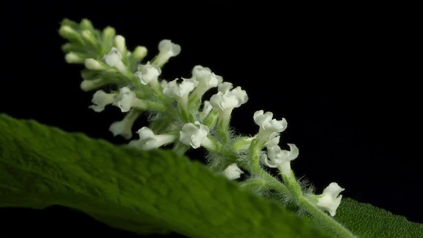 Time lapse close up of white flowering shrubs against a black background