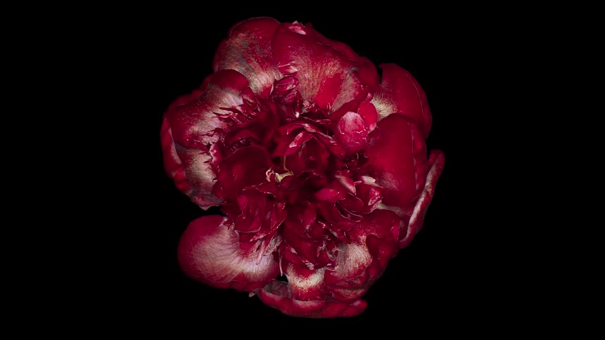 Top down time lapse footage of a blooming red flower against a black background