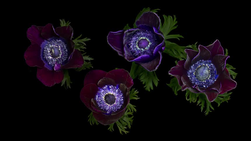 Four purple flowers are blooming together