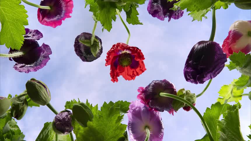 Flowers are blooming in the time lapse view