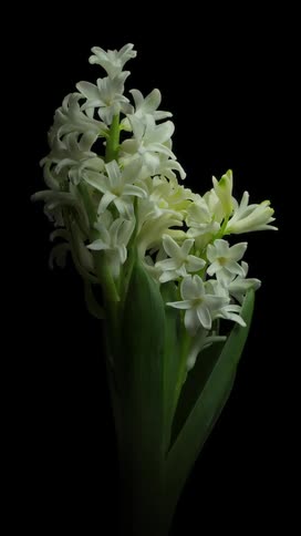 Time lapse of hyacinth bud to bloom portrait or smartphone framing