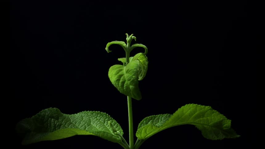 A time lapse view of a leafy green plant growing taller against a black background