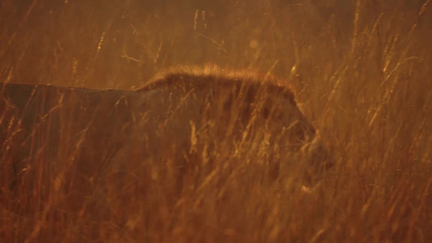 Close up of a lion walking on the tall yellow grass in the african savannah at evening