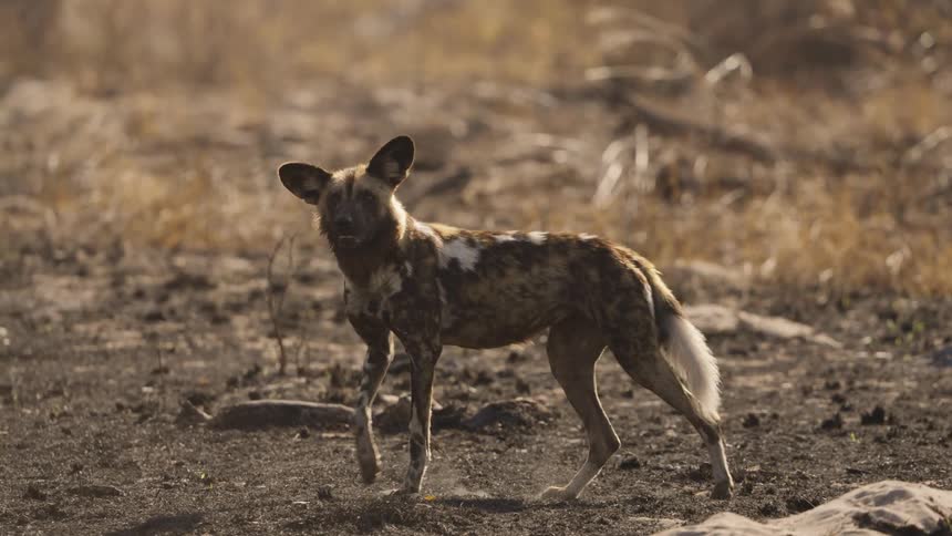 Alerted African wild dog walking in a field stopping to look around