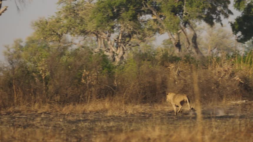 A lion is chasing animals outdoors at dusk