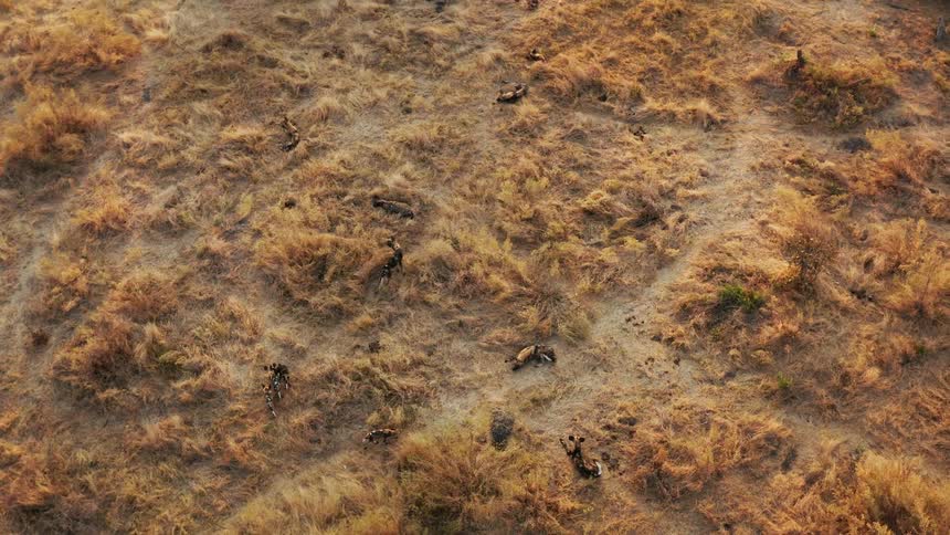 An aerial view of a pack of African wild dogs lounging on a savanna plain around grass and dirt paths