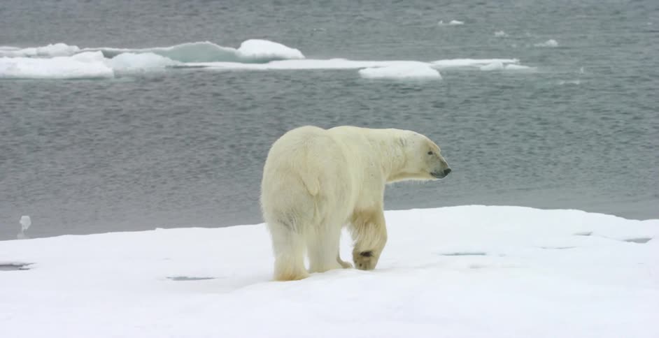 Polar bear in its natural environment