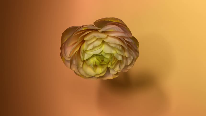 Time lapse view of a flower blooming is displayed