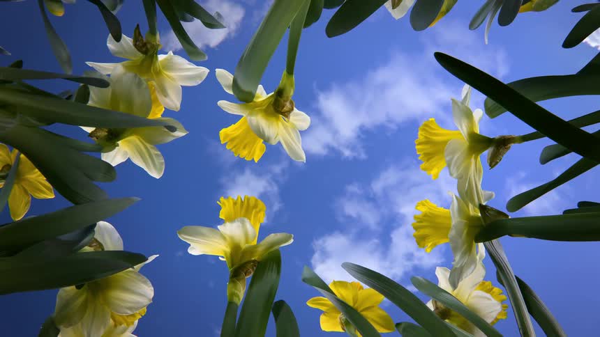 Time lapse of yellow daffodil flowers blooming while clouds pass over