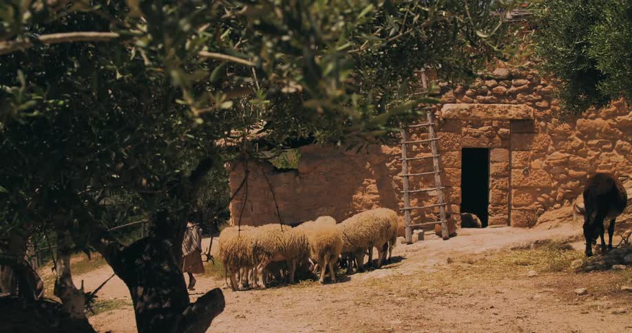 Child runs from doorway in stone home carrying a pot and down the road past a herd of sheep