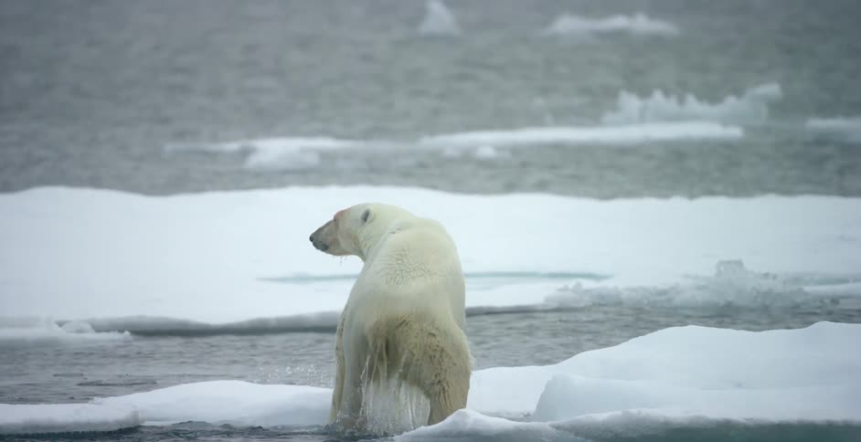 A polar bear climbs out of the water