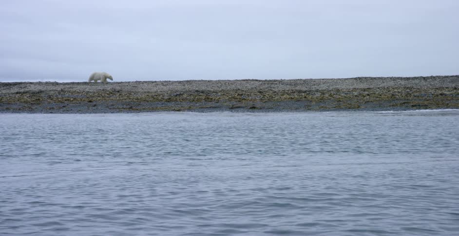 A polar bear walks near the water