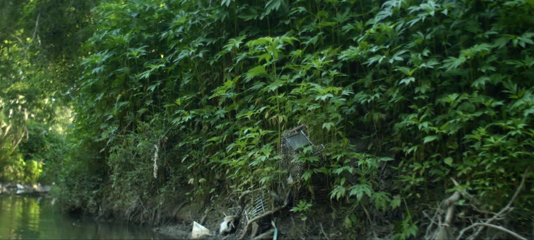 The side of this stream is covered with grass and bushes