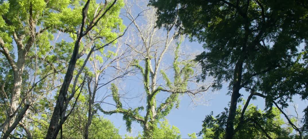 Green trees tower above