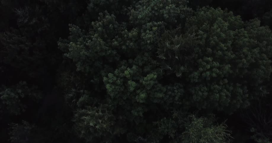 A cluster of trees grow below