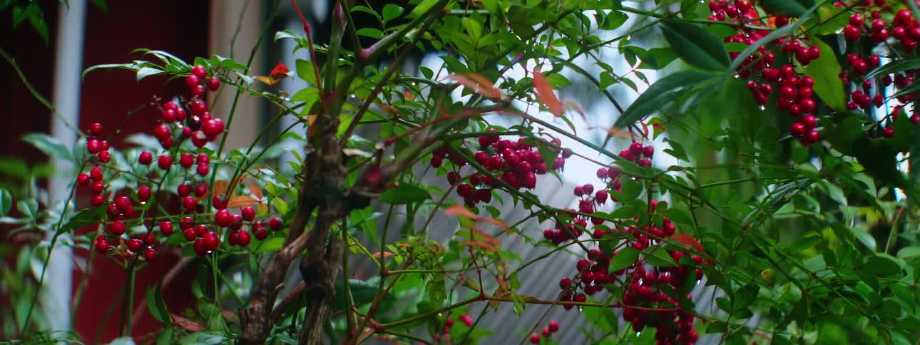 Bush with red berries sits in yard near porch with narrow white columns