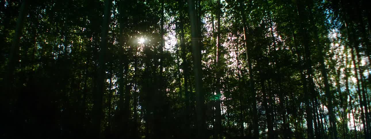 The sun peaks into the dark forest